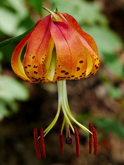 {Lilium michauxii}